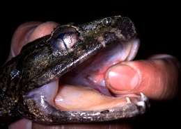 McMaster scientist finds rapidly adapting fanged frogs