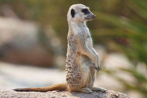 Meerkats have ability to distinguish different voices 