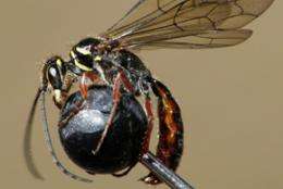 Microdots spot on for wasp study