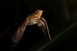 Migratory birds burn protein as in-flight water source, researchers find
