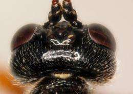 Misleading morphology: 3 European parasitoid wasp 'species' are seasonal forms of just 1