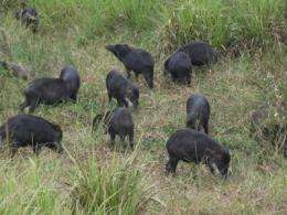 Monitoring peccaries in Brazil benefits wildlife, local communities and food security