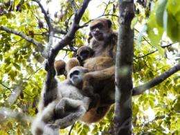 Monkey mothers found to be key to sons' reproductive success