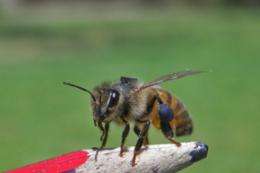 Monogamous queens help bees cooperate