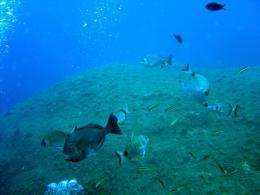 More marine protected areas needed to protect Mediterranean biodiversity