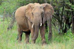 More than 50 percent decline in elephants in eastern Congo due to human conflict