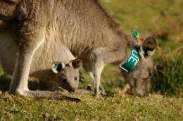 Mother kangaroos at higher health risk