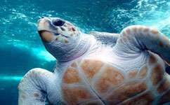 Movements of thousands of loggerhead turtles 'predictable'