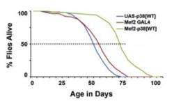 Muscling toward a longer life: Genetic aging pathway identified in flies