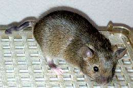 Mutant mouse reveals new wrinkle in genetic code