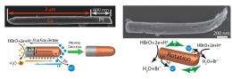 Tiny battery is also a nanomotor