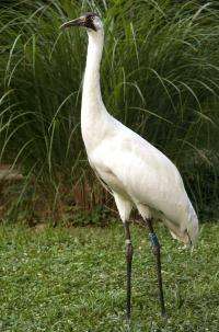 National Zoo Welcomes Whooping Crane