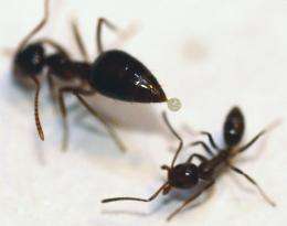Native ants use chemical weapon to turn back invading Argentine ants