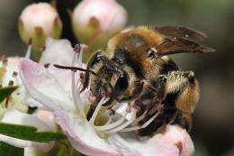 Native bees are better pollinators than honeybees