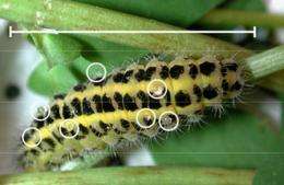 Plants and caterpillars make the same cyanide