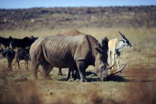 Nearly 200 rhinos were killed in South Africa in the first half of 2011