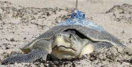 Nesting turtles give clues on oil spill's impact (AP)