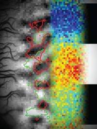 NeuroImage: Multiplexing in the visual brain 