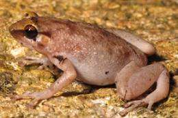 New boulder frog discovered