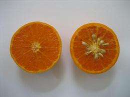 New citrus variety released by UC Riverside is very sweet, juicy and low-seeded