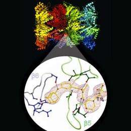 New class of drugs for the reversible inhibition of proteasomes
