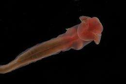 New creatures from the deep identified by Aberdeen scientists