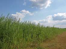 New crops show potential for sustainable biomass