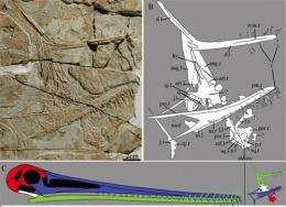 New Ctenochasmatid Pterosaur found from the lower cretaceous of China