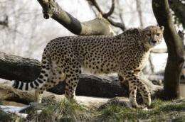 New discovery positions Smithsonian to bolster genetic diversity among cheetahs