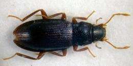 New endemic beetles discovered in Iberian Peninsula 