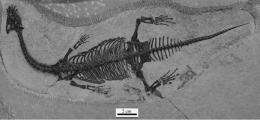 New Eosauropterygian found in Eastern Yunnan, China