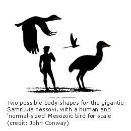 New fossil lends weight to giant bird theories