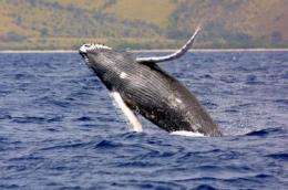 New, higher estimates of endangered humpback whales in the North Pacific