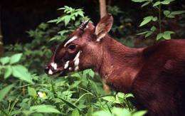 New hope for survival for elusive saola