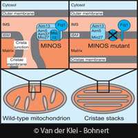 New mitochondria mechanism identified