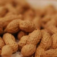 New peanut allergy treatment works, study shows