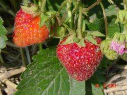 New strawberry a delight for gardeners