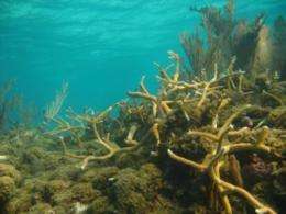 New study of Glover's Reef challenges whether corals will benefit from Marine Reserves' protection