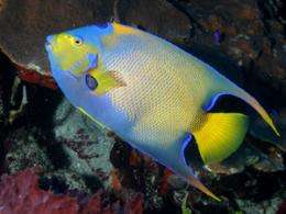 New study on tropical fish dispersal