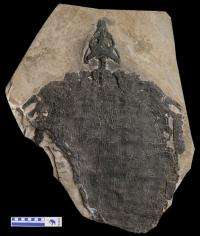 New Triassic Diapsid reptile found in Southwestern China