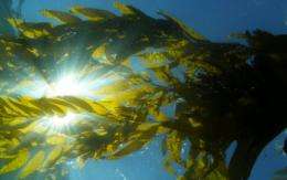 New view of undersea giant kelp forest