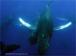New wintering grounds for humpback whales using sound