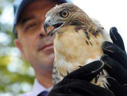New York City Parks and Recreation Commissioner Adrian Benepe hold a red-tailed hawk