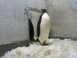 New Zealand's most famous penguin "Happy Feet" in his ice-lined, air conditioned room at Wellington Zoo
