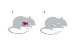 NIH researchers slow immune attack on ovaries in mice