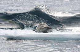 NOAA scientists find killer whales in Antarctic waters prefer weddell seals over other prey   