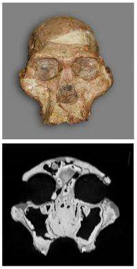 Not just skin deep -- CT study of early humans reveals evolutionary relationships