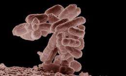 Novel use of drug saves children from deadly E. coli bacteria disease