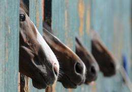 Officials at Randwick, Sydney's best known racecourse, have warned trainers to be alert for symptoms of the Hendra virus