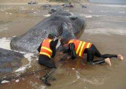 Officials were able to return two whales to open waters last weekend, but the final death toll from the stranding was 26